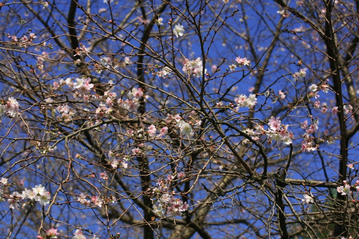 10月7日撮影　１０月桜